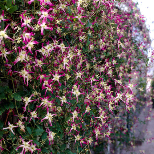 Clematis triternata 'Rubromarginata' Climbing Plants