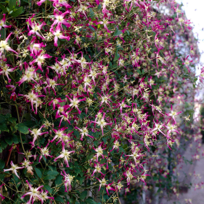 Clematis triternata 'Rubromarginata' Climbing Plants