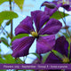 The Clematis Gift Gift Option