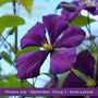 The Clematis Gift Gift Option