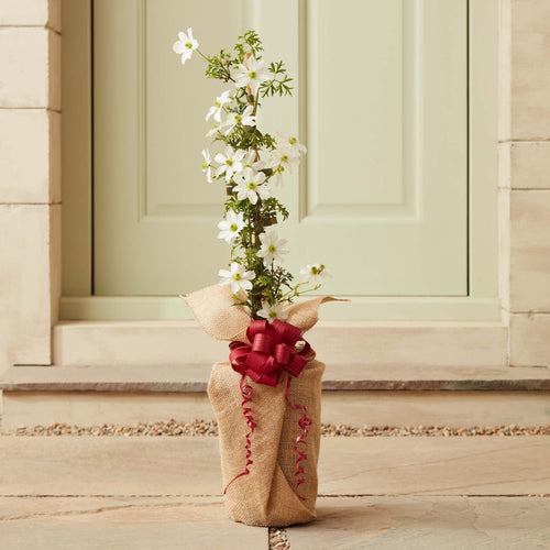 The Clematis Gift Gift Option