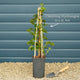 Climbing Hydrangea | Hydrangea petiolaris Climbing Plants