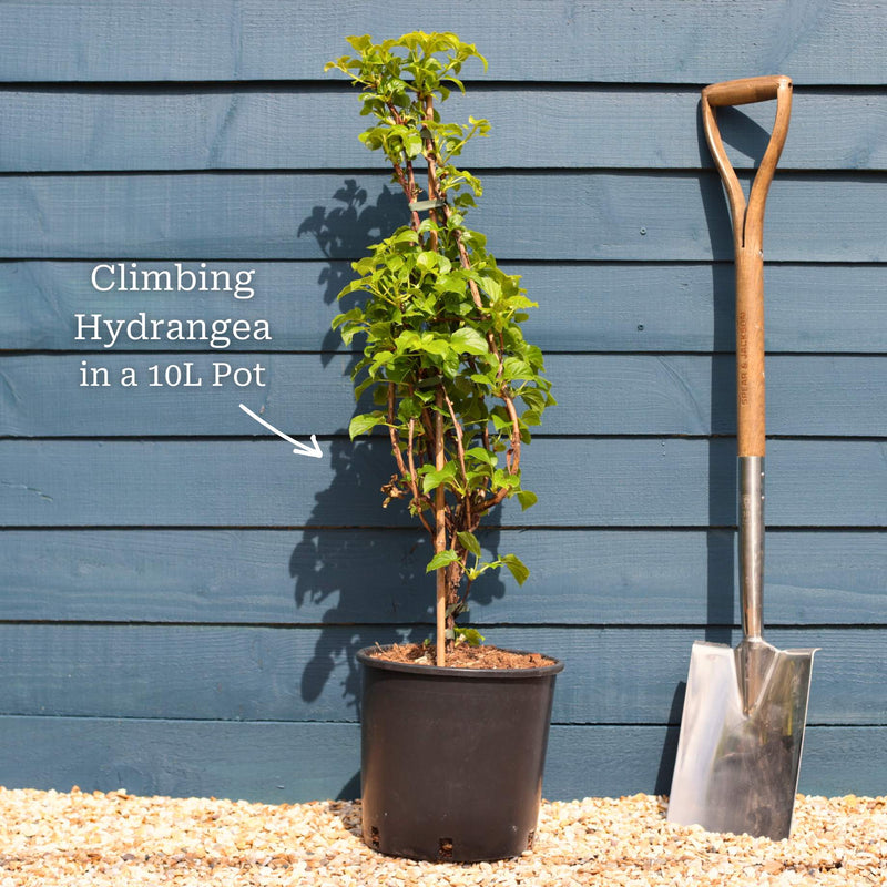 Climbing Hydrangea | Hydrangea petiolaris Climbing Plants