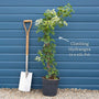 Climbing Hydrangea | Hydrangea petiolaris Climbing Plants