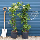 Climbing Hydrangea | Hydrangea petiolaris Climbing Plants