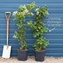 Climbing Hydrangea | Hydrangea petiolaris Climbing Plants