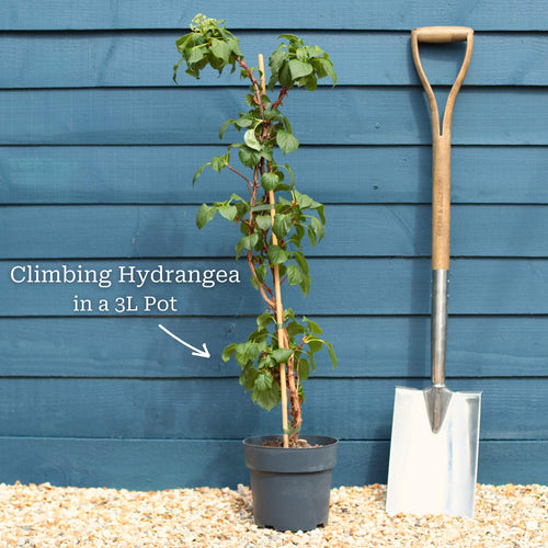Climbing Hydrangea | Hydrangea petiolaris Climbing Plants