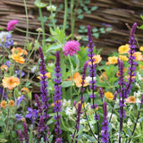 The Contemporary Cottage Garden Collection | Cottage Garden Plants Perennial Bedding