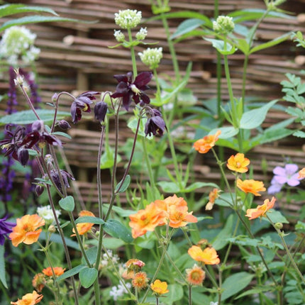 The Contemporary Cottage Garden Collection | Cottage Garden Plants Perennial Bedding