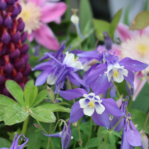 The Contemporary Cottage Garden Collection | Cottage Garden Plants Perennial Bedding