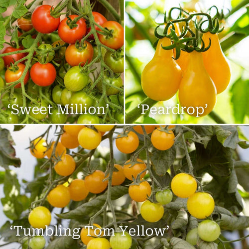 Colourful Tomato Plants Collection Vegetables