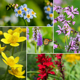 Colourful Pond Plants Collection | Grower's Choice Pond Plants