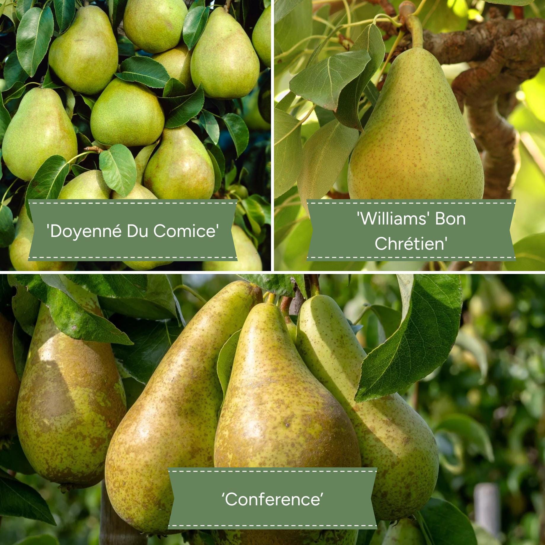 Family Pear Tree – Roots Plants