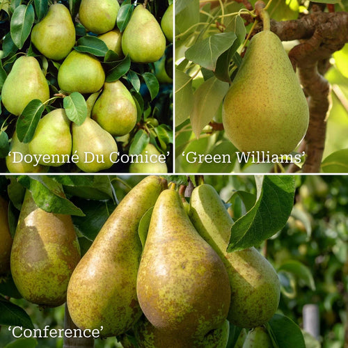 Family Pear Tree Trained Fruit Trees