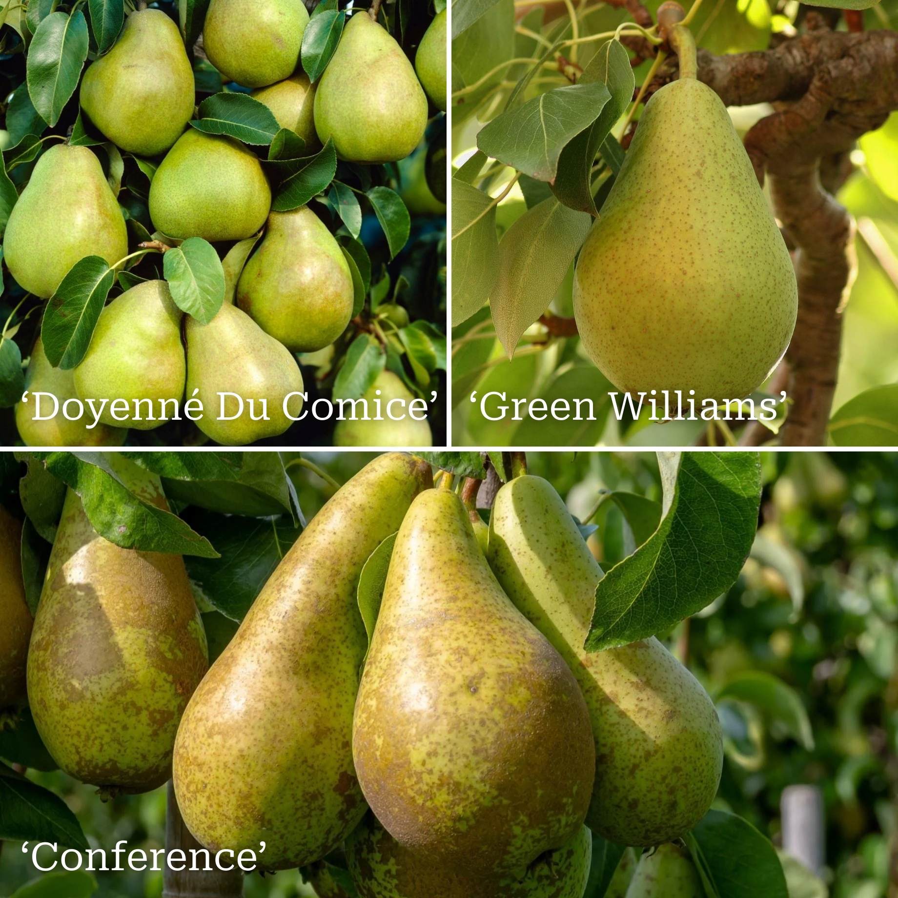 Family Pear Tree – Roots Plants