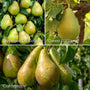 Family Pear Tree Trained Fruit Trees