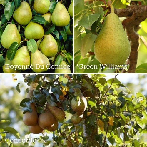 Family Pear Tree Trained Fruit Trees
