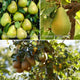 Family Pear Tree Trained Fruit Trees
