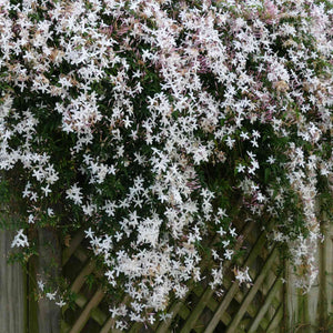 Common Jasmine | Jasminum officinale Climbing Plants