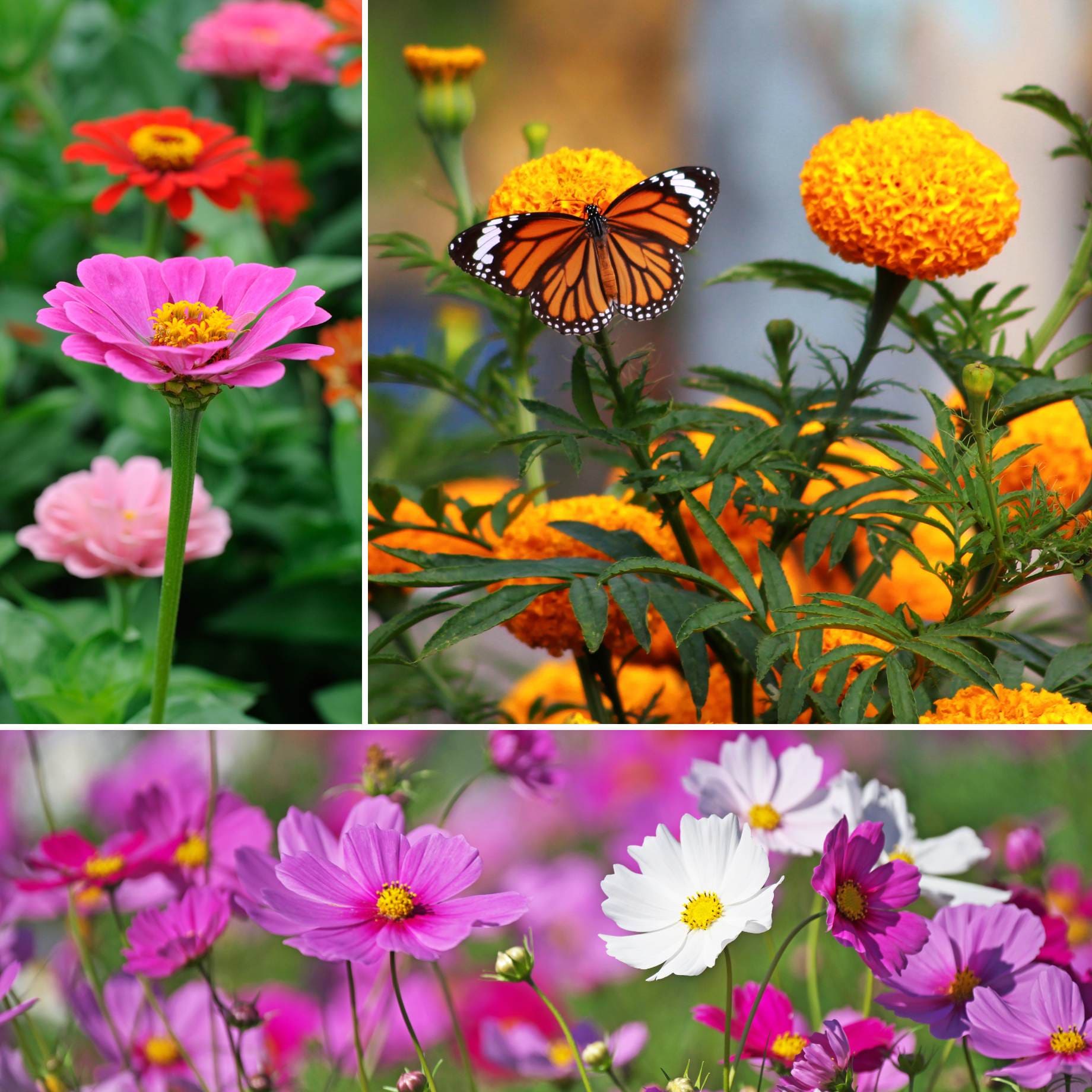 Ultimate Vegetable Companion Plant Collection | Cosmos, Marigold & Zinnia