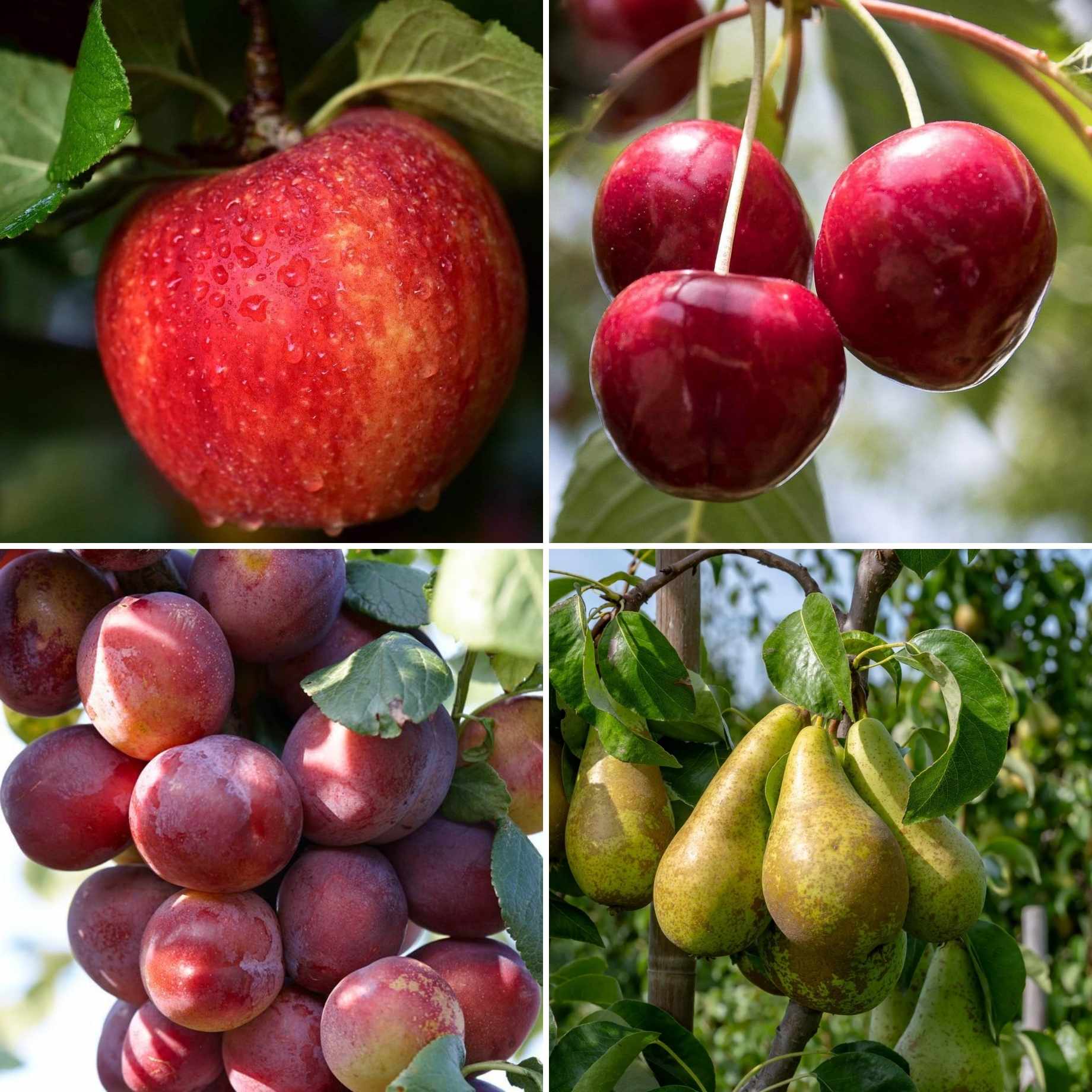 Classic British Orchard Collection | Apple, Cherry, Pear & Plum Trees