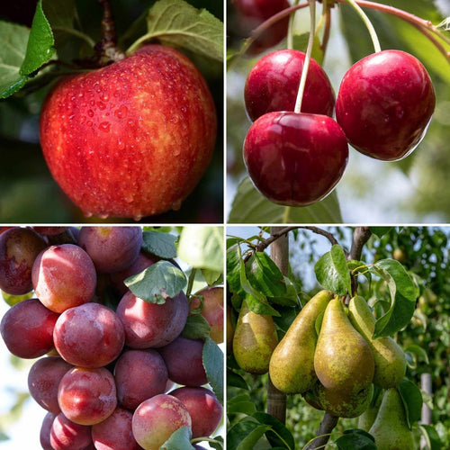 Classic British Orchard Collection | Apple, Cherry, Pear & Plum Trees Fruit Trees