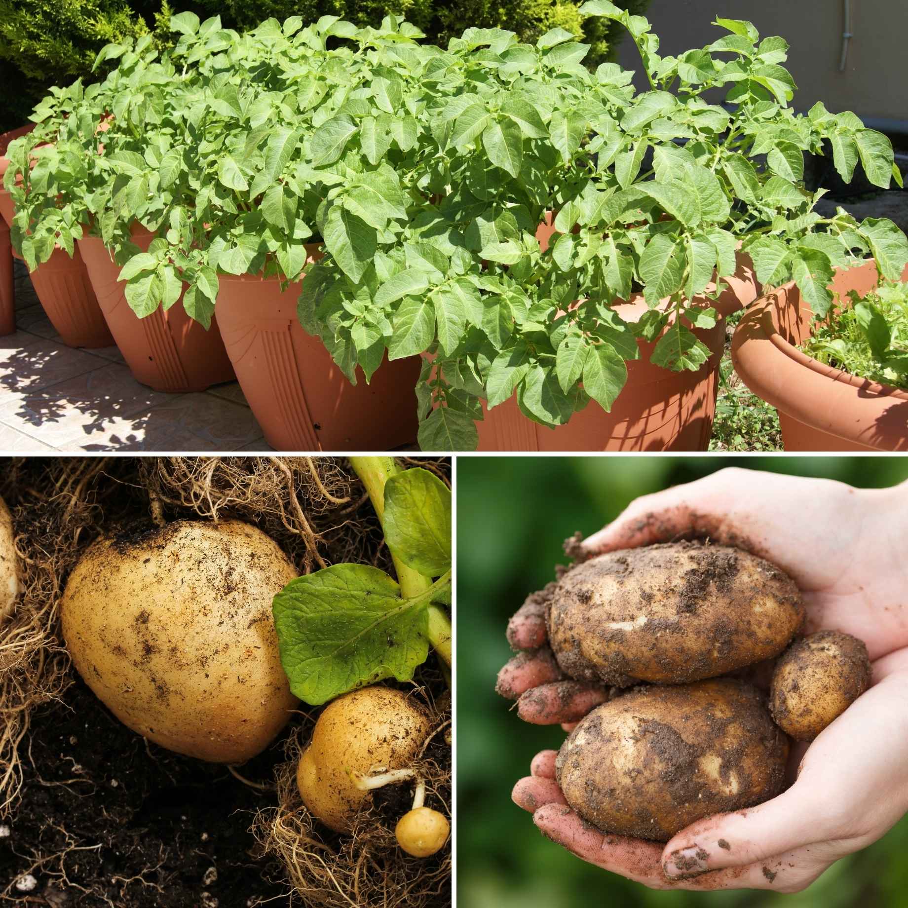 Container Growing Seed Potato Pack Growers' Choice Roots Plants