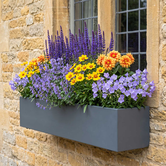 Contemporary Window Box Collection Perennial Bedding