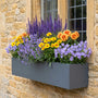 Contemporary Window Box Collection Perennial Bedding