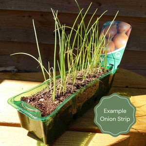 'White Lisbon' Spring Onion Plants Vegetables