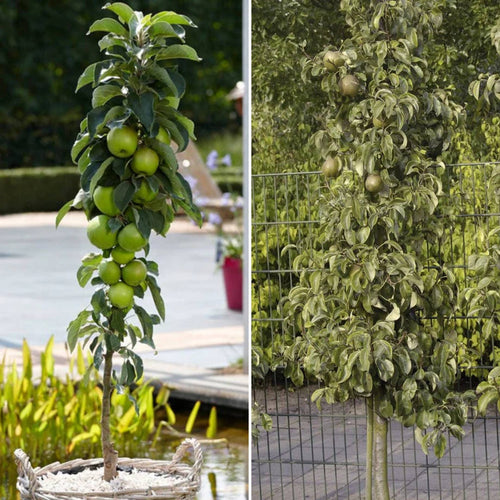 Cordon Apple and Pear Trees | Perfect Partners Fruit Trees