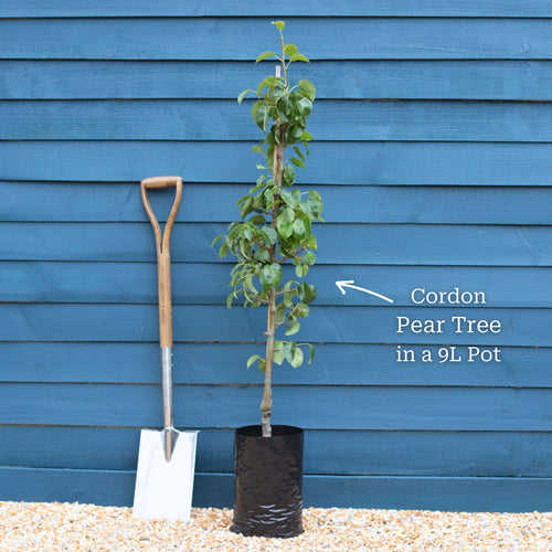 'Green Williams' Pear Tree Fruit Trees