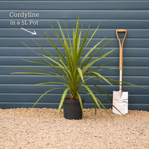 Cordyline australis | New Zealand Palm Shrubs