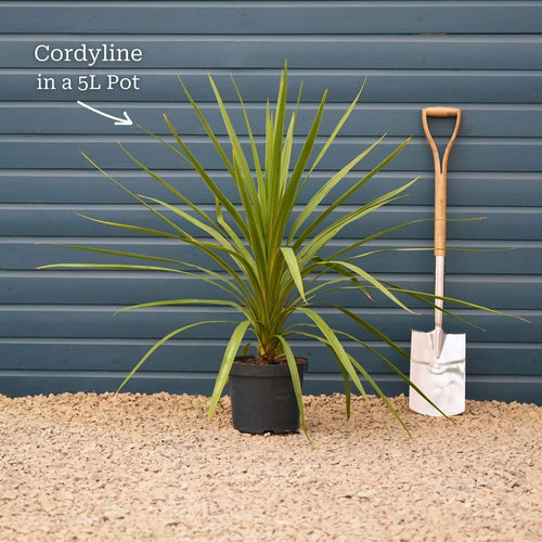 Cordyline australis | New Zealand Palm Shrubs