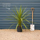 Cordyline australis | New Zealand Palm Shrubs