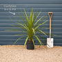 Cordyline australis | New Zealand Palm Shrubs