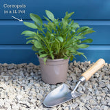 Coreopsis lanceolata 'Sterntaler' Perennial Bedding