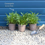 Coreopsis lanceolata 'Sterntaler' Perennial Bedding