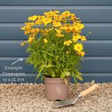 Coreopsis 'Golden Sphere' Perennial Bedding
