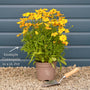Coreopsis 'Golden Sphere' Perennial Bedding