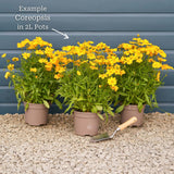 Coreopsis 'Golden Sphere' Perennial Bedding