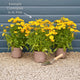 Coreopsis 'Golden Sphere' Perennial Bedding