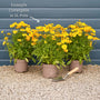 Coreopsis 'Golden Sphere' Perennial Bedding