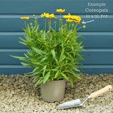 Coreopsis 'Golden Sphere' Perennial Bedding