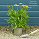 Coreopsis 'Golden Sphere' Perennial Bedding