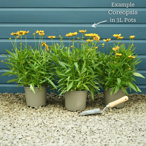 Coreopsis 'Golden Sphere' Perennial Bedding