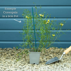 Coreopsis verticillata 'Moonbeam' Perennial Bedding