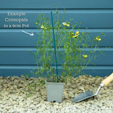 Coreopsis verticillata 'Moonbeam' Perennial Bedding
