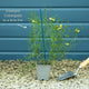 Coreopsis verticillata 'Moonbeam' Perennial Bedding