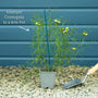 Coreopsis verticillata 'Moonbeam' Perennial Bedding
